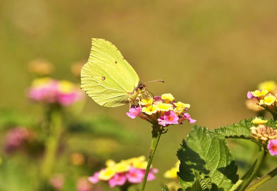 Close-up of butterfly pollinating on flower