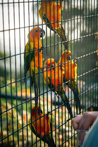 Sun conure parrot bird group in the metal cage.