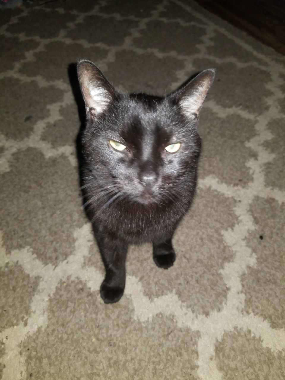 HIGH ANGLE PORTRAIT OF CAT BY FLOOR