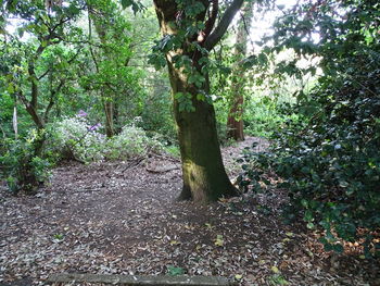 Trees growing on field in forest