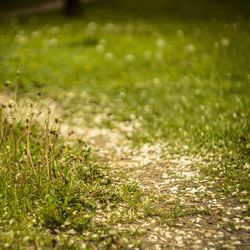 Plant growing on grassy field