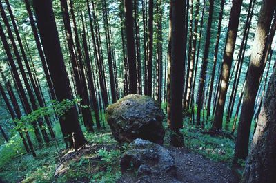 Trees in forest