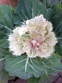 Close-up of flower plant