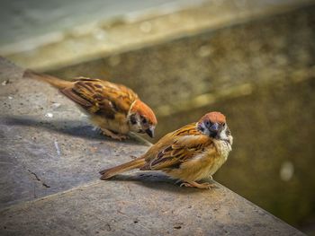 Close-up of bird perching outdoors
