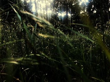 Close-up of wet grass on field