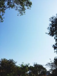 Low angle view of trees against blue sky