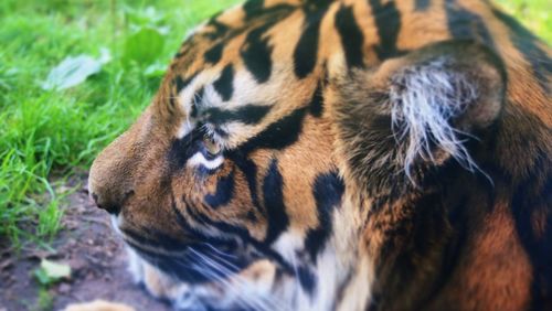 Close-up of contemplative tiger