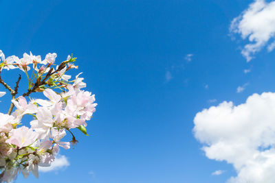 Low angle view of cherry blossom against blue sky