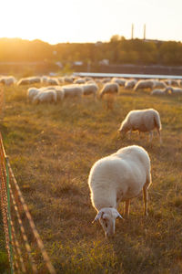 Sheep grazing in a field