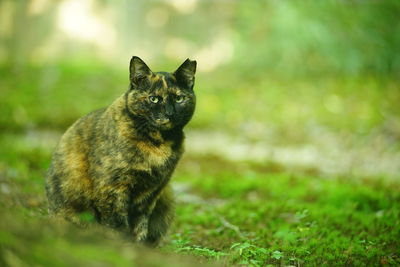 A tortoiseshell cat sitting in japanese garden at fresh green season