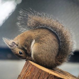 Close-up of squirrel