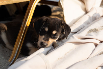 High angle view of a dog