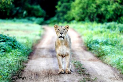 Portrait of cat on road