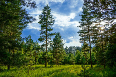 Pine trees in forest against sky