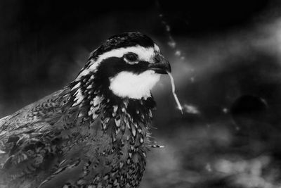 Close-up of a bobwhite quail