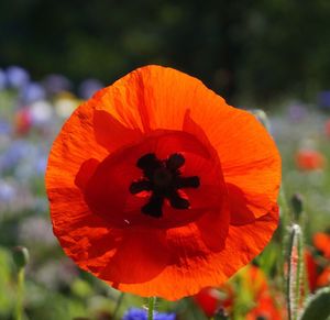Close-up of red flowers