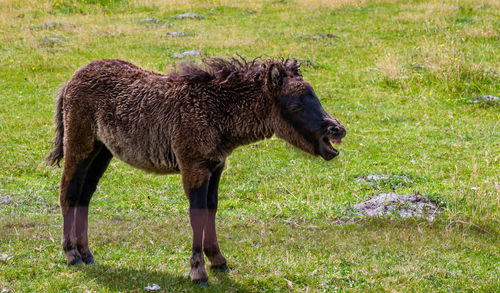 Full length of a horse on field