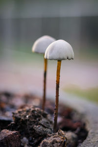 Close-up of mushroom growing on land