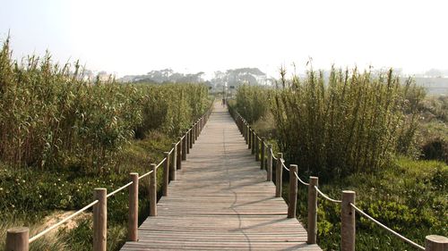 Footbridge amidst plants against sky
