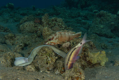 Moray eel mooray lycodontis undulatus in the red sea, eilat israel