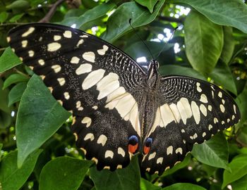 Close-up of butterfly on leaf