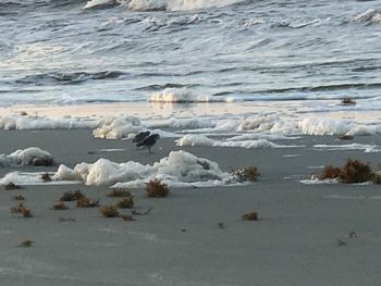 Flock of sheep on beach