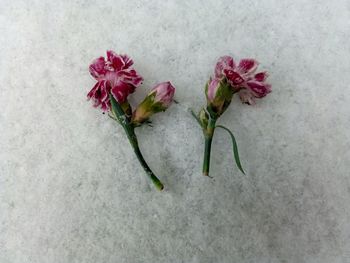 Close-up of flowers