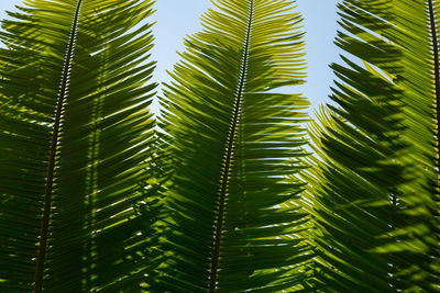 Close-up of palm tree leaves