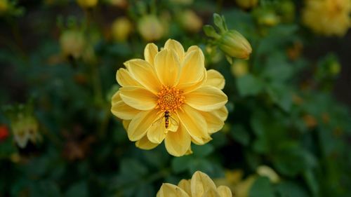 Close-up of yellow flowering plant