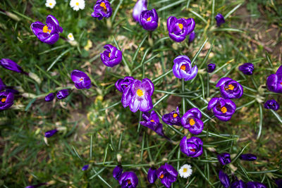 Close-up of purple flowering plants on field