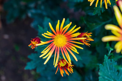 Close-up of orange flowering plant
