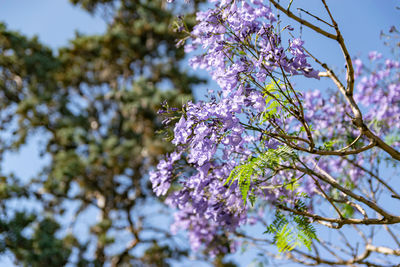 Low angle view of cherry blossom