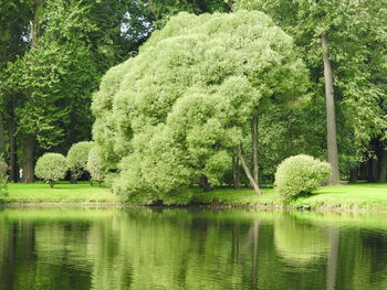 Scenic view of lake in forest