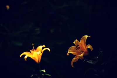 Close-up of yellow flower against black background