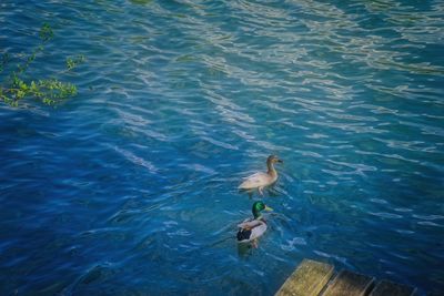 High angle view of ducks swimming in lake