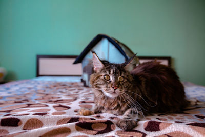 The beautiful maine coon cat lies on the bed next to the house