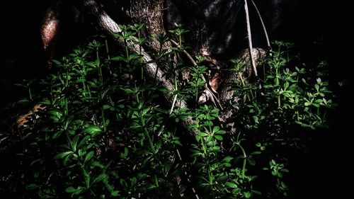 Close-up of plants growing on field