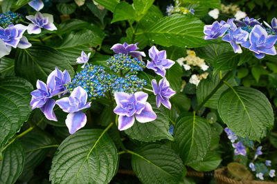 Close-up of purple flowering plants