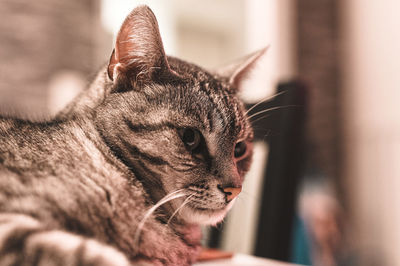 Close-up of a cat looking away