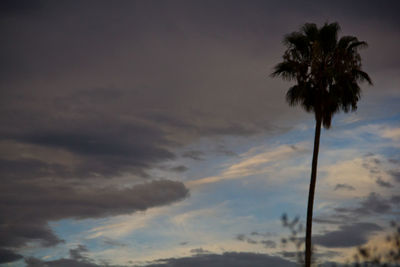 Low angle view of silhouette palm trees against sky