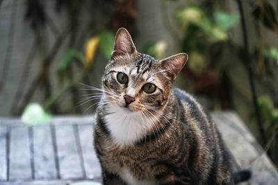 Close-up portrait of cat sitting outdoors