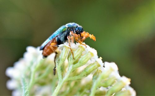 Close-up of insect on flower