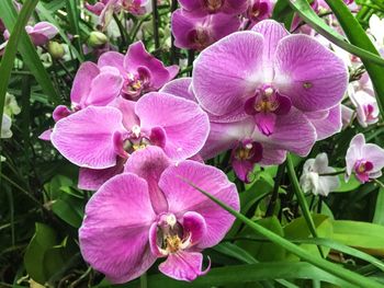 Close-up of pink flowers blooming outdoors