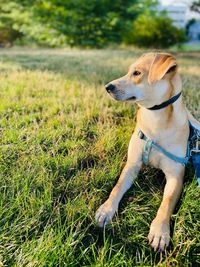 Dog looking away on field