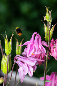 Close-up of insect on purple flowering plant