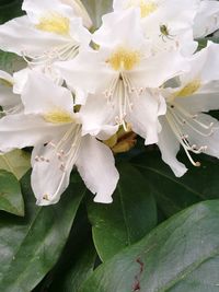 Close-up of white flowers on tree