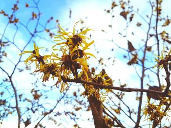 Low angle view of yellow flower tree against sky