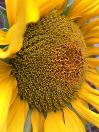 Close-up of sunflower blooming outdoors