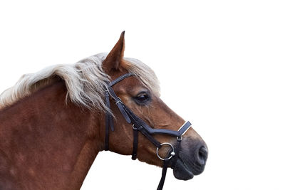 Close-up of a horse against white background