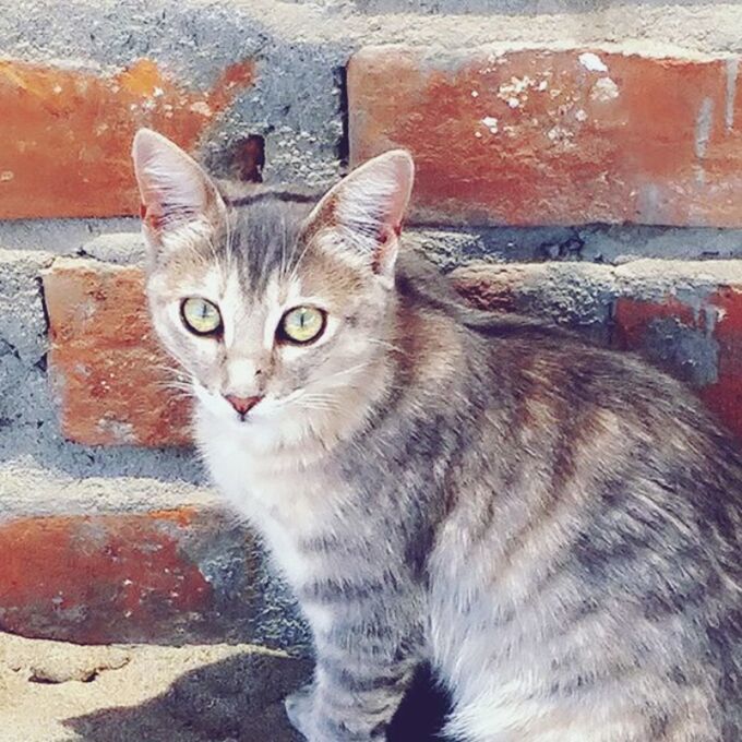 domestic cat, domestic animals, pets, mammal, animal themes, one animal, feline, looking at camera, portrait, whisker, no people, outdoors, day